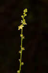 Incised agrimony